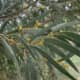 Leaves and Flowers of Gidgee