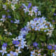 Lignum vitae flowers