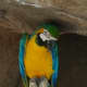 Blue-and-Yellow Macaw.