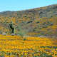 Peridot Mesa, Arizona. The rocks are black, but in a good spring, the ground is covered with orange poppies. Closeups later.