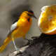 Another Bullock's Oriole.