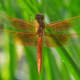Another Flame Skimmer, same location.