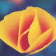 This is what it really looked like. California Poppy. Eschscholzia californica.