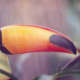 Toco Toucan.