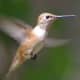 Female Rufous Hummingbird in flight. Selasphorus rufus.