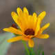 African Daisy. Arctotis stoechadifolia.