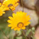 African Daisy.