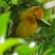 Taveta Golden Weaver. He weaves the nest. If she thinks it's not good enough, he starts over.