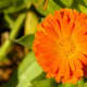 Calendula.