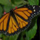 Monarch. Danaus plexippus.