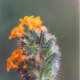 Fiddleneck. Amsinckia menziesii.