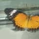 Orange Lacewing. Cethosia penthesliea.