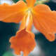 orangeapalooza
