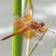 Flame Skimmer. Found at Patagonia Lake, Arizona.