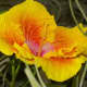 The flower color ranges from yellow to red, with plenty of orange in between.