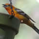 Flame-colored Tanager, eating grape jelly. A rare bird here.