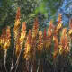 Aloe sp.