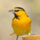 Bullock's Oriole. He matches his food.