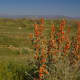 Scene with Desert Mallow.
