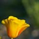 California Poppy. Side view. One of my favorite photos.