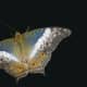 Cruiser female. Vindula arsinae. No orange, you say?