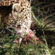 The Elusive Leopard Enjoying his Dinner