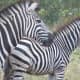 Everyone loves the Zebras!