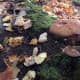 Shrooms on the ridge