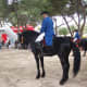 menorca-horses