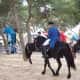 menorca-horses