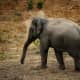 Tuskless Asian Elephant