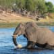 African Bush Elephant