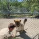 The lioness would lift each paw and then both paws in unison to give the staff a chance to see their pads and claws, and belly, to ensure they were healthy and free from debris or sharp objects that might have been stepped on.