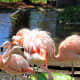 A group of flamingos is called a "flamboyance."