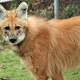 The IUCN listing of the maned wolf is near threatened.