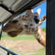 Riding out to the giraffe event was amazing. We met awesome people on the open air bus ride, and then met some beautiful giraffes. This little girl is Erin. She was a young giraffe in the bunch. 