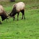 The American Elk males in the park were all about rutting. You could hear them bashing their antlers together, and snorting. The younger, smaller elk was making a "whining" or "crying" sound at one point. He was tired and ready to give up.