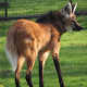 The maned wolf is the tallest of the canids. The native habitat of the maned wolf is tall grasslands, which is most likely where the adaptation of the longer legs came from. 