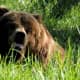 The brown bear can weigh 180 to 1,300 pounds full grown. The bear can run up to 35 miles per hour, and can live 25 to 30 years in the wild. 