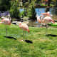 Flamingos display their beauty when you walk inside the park. 