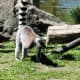 Ring tailed lemurs love to play in their area at the park. 