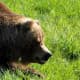 The brown bear population is stable. Adult bears tend to be solitary, except for the female bears with cubs or if gathering at a fishing spot. 