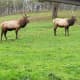 It was calm on this side of the hill, but the other side had some rutting going on for the male American Elk in the park.