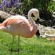 There are four flamingo species, distributed throughout the Americas, including the Caribbean. There are also two species native to Afro-Eurasia. 