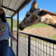 Erin was waiting patiently for that lettuce we were given by park staff to feed them. You can feed the giraffes, but never touch them. It might scare them and trouble could ensue. It could mean injuries for the animal or the people on the bus. 