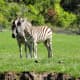Burchell's Zebra, or the Damaraland zebra is named after the British explorer and naturalist, William John Burchell. Common names are Bontequagga, Zululand zebra, and Burchell's zebra.  