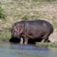 The hippo has the strongest bite of all land animals at 1820 PSI (pound force per square inch). A group of hippos is called a &quot;bloat&quot;, was coined in 1939, referring to the fat bellies of the hippo. A male hippo can weigh 8,000 pounds. 