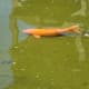 Koi are also at home in the lemur play area pond.
