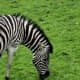 The zebra is classified as endangered. They can run over 40 miles per hour at top speed. 