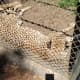 The cheetah enclosure inside the entrance to the park is home to several cheetahs, and sometimes a companion dog.